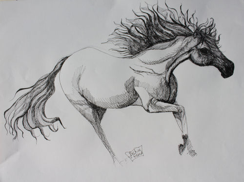 Horse galloping; original drawing in ink by Jacqueline Read-Szymczyk