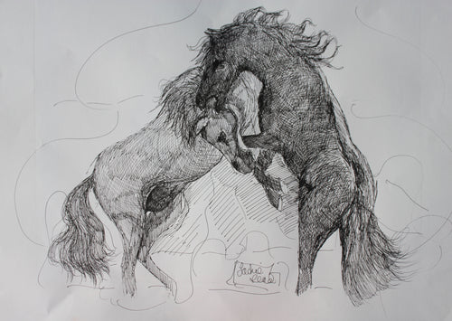 'Stallions ' original ink drawing by Jacqueline Read-Szymczyk